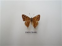 藏品(銀紋尾蜆蝶　中南部亞種)的圖片